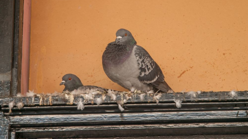 pigeons 1000x562