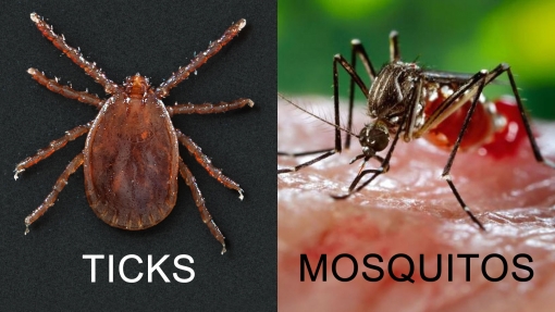 Sunrooms prevent the bites from ticks and mosquitos